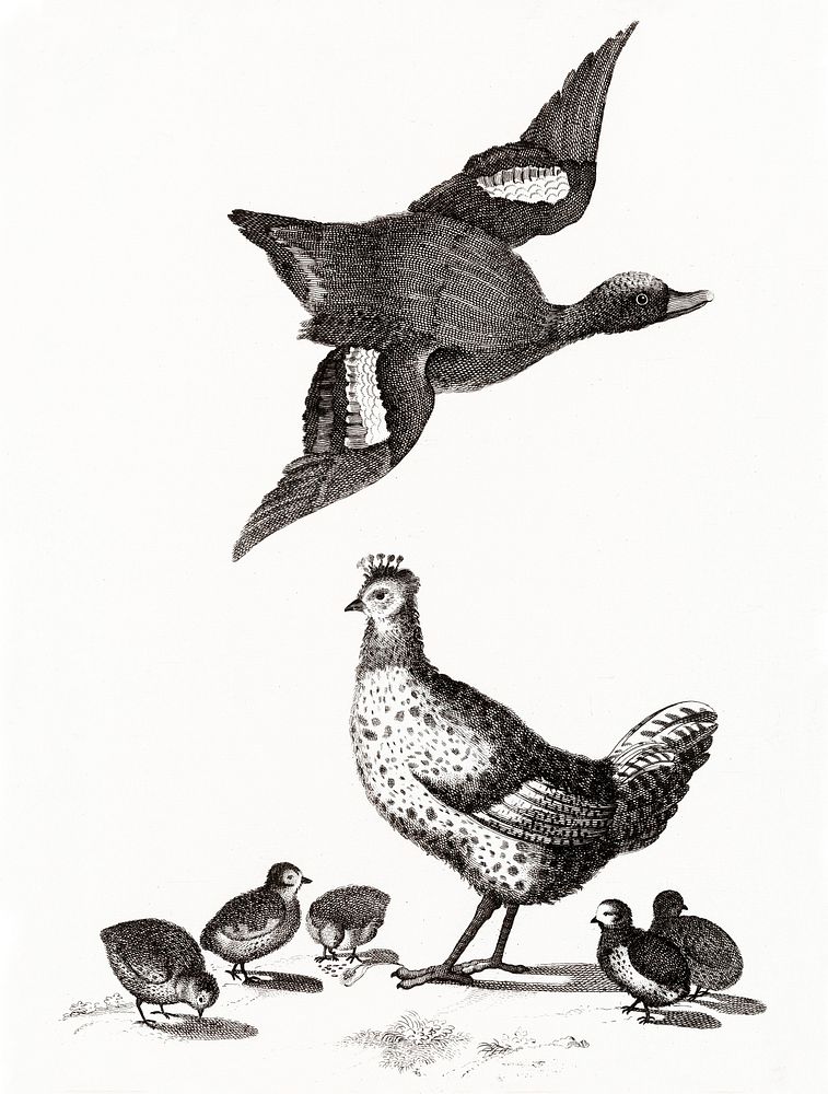 Chickens and a duck by Johan Teyler (1648-1709). Original from The Rijksmuseum. Digitally enhanced by rawpixel.