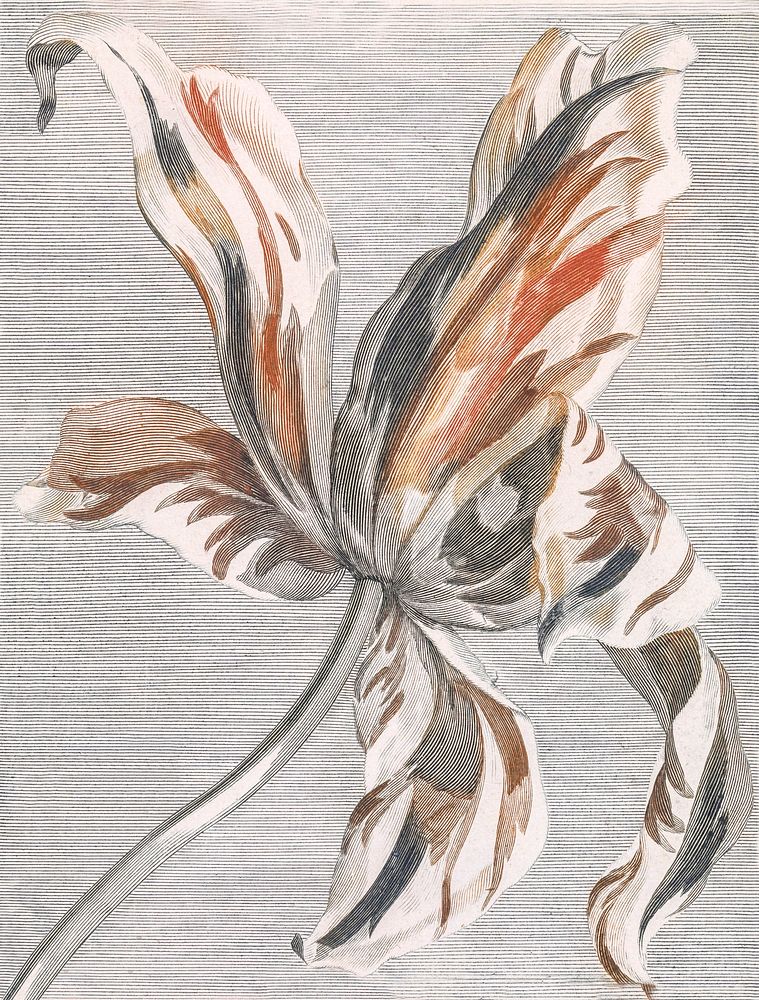 Tulip by Johan Teyler (1648-1709). Original from The Rijksmuseum. Digitally enhanced by rawpixel.