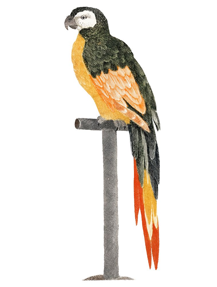 Vintage illustration of a Parrot
