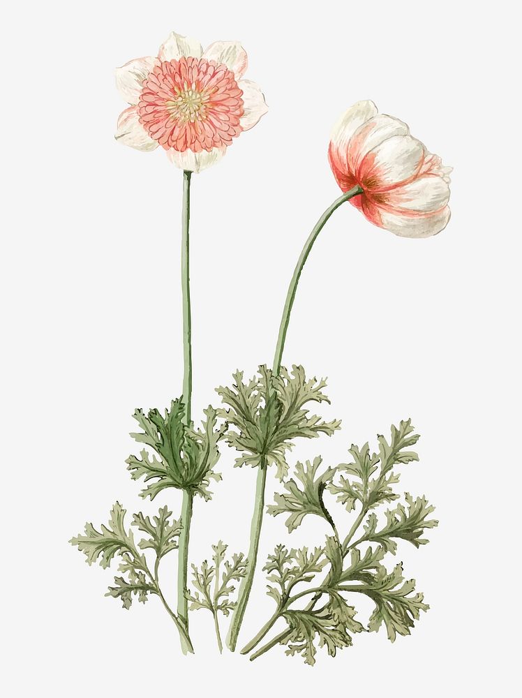 Anemones vintage illustration