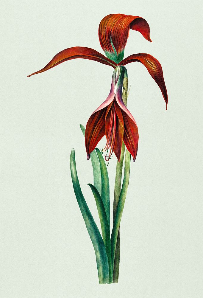 Vintage illustration of Amaryllis Formosissima