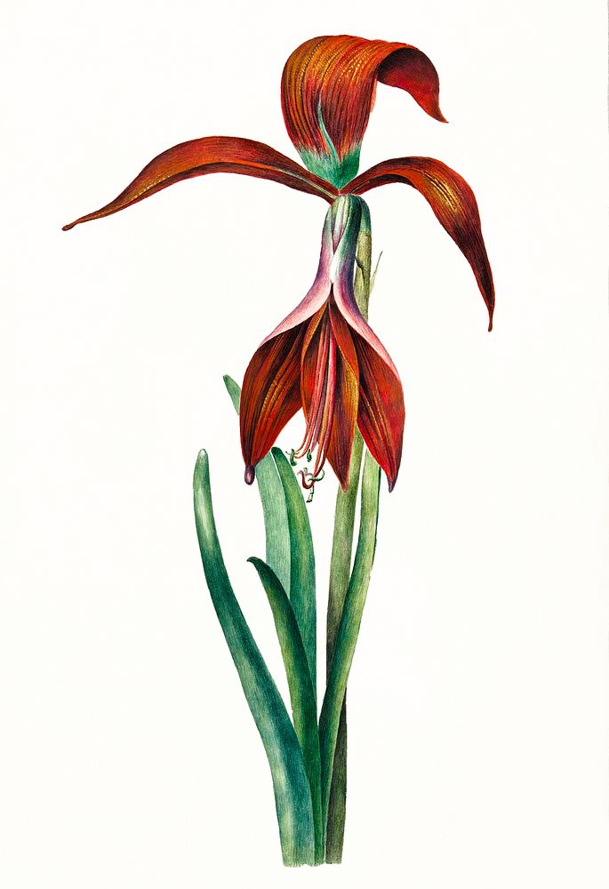 Amaryllis Formosissima by C.J. Kruimel (1817). Original from The Rijksmuseum. Digitally enhanced by rawpixel.