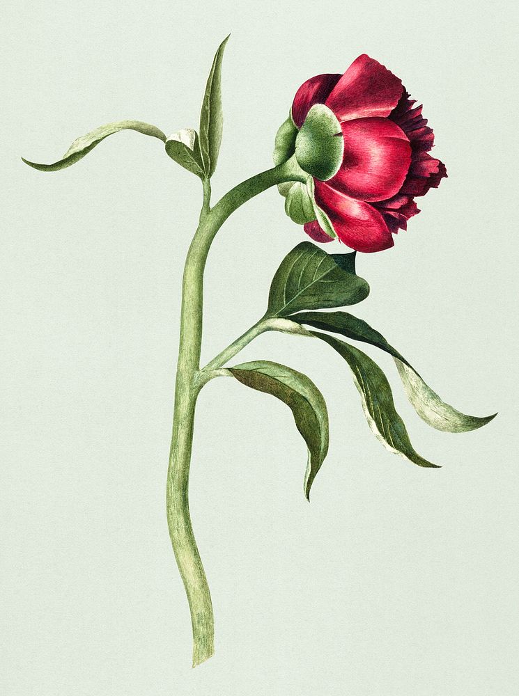 Vintage illustration of a peony flower