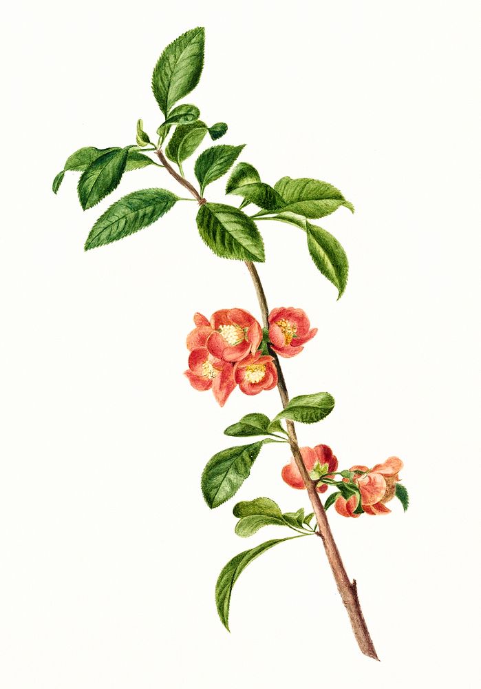 Japanese cherry blossom branch by C.J. Crumb, (1700-1800). Original from The Rijksmuseum. Digitally enhanced by rawpixel.
