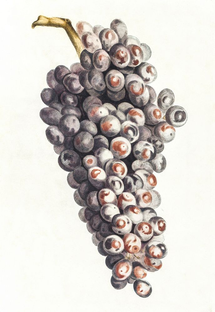 A bunch of grapes by Johan Teyler (1648-1709). Original from The Rijksmuseum. Digitally enhanced by rawpixel.