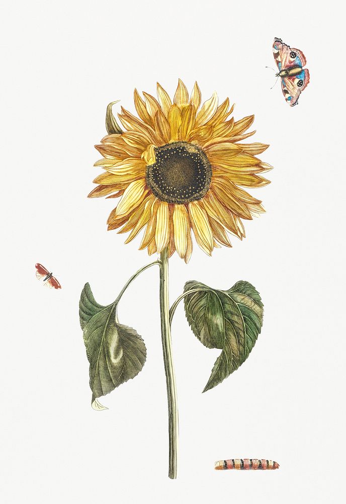 A sunflower, a caterpillar and two butterflies by Johan Teyler (1648-1709). Original from Rijks Museum. Digitally enhanced…