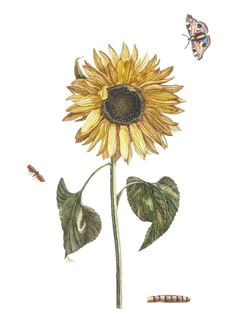 Vintage illustration of a sunflower, a caterpillar and two butterflies