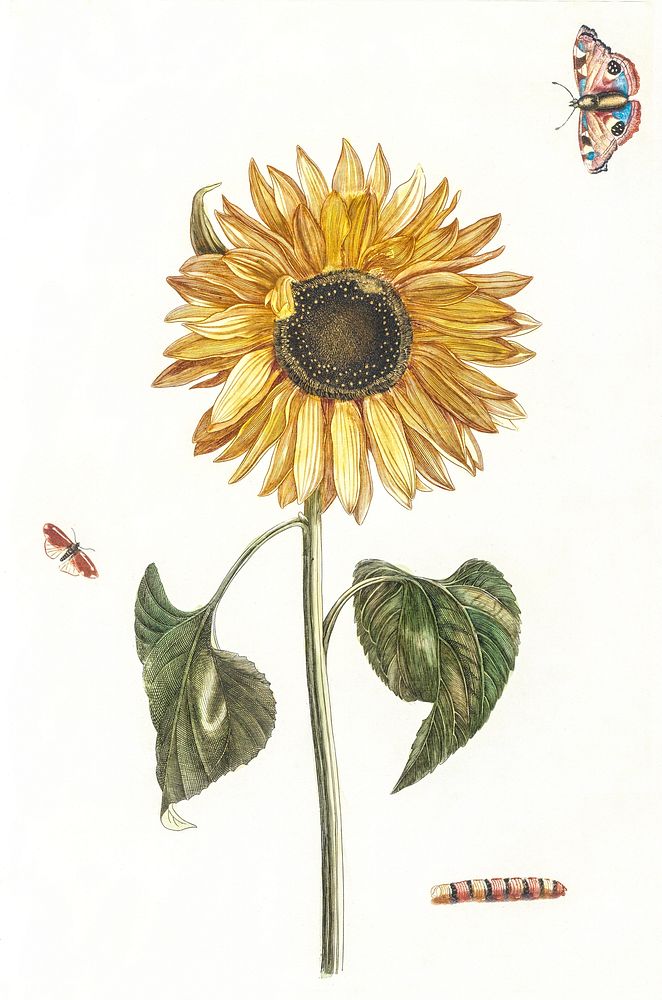 A sunflower, a caterpillar and two butterflies by Johan Teyler (1648-1709). Original from The Rijksmuseum. Digitally…