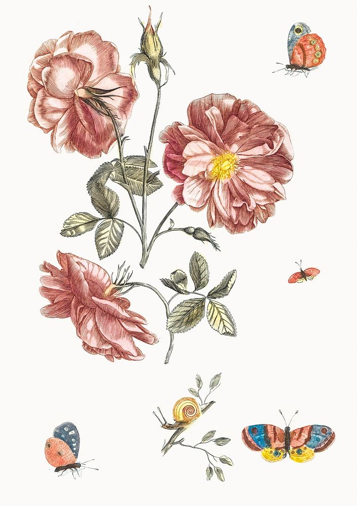Two branches with roses, four butterflies and a snail by Johan Teyler (1648-1709). Original from The Rijksmuseum. Digitally…