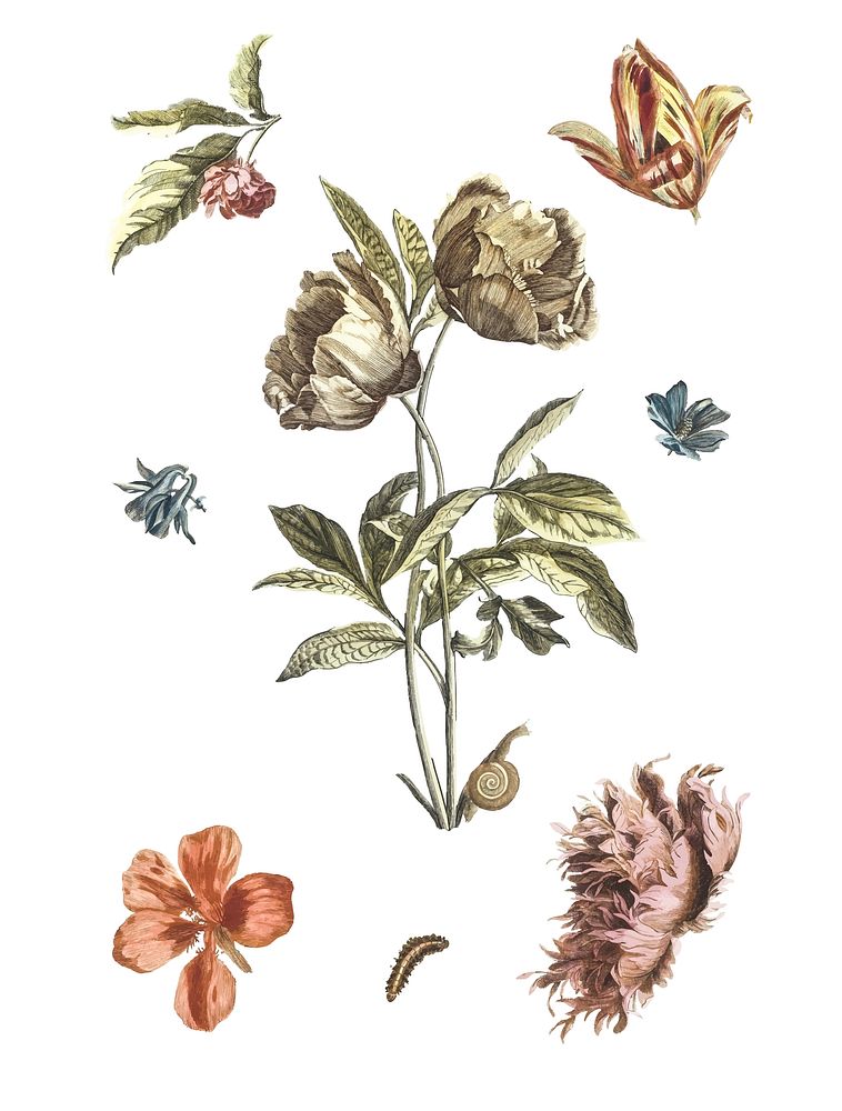 Vintage illustration of various flowers and a caterpillar