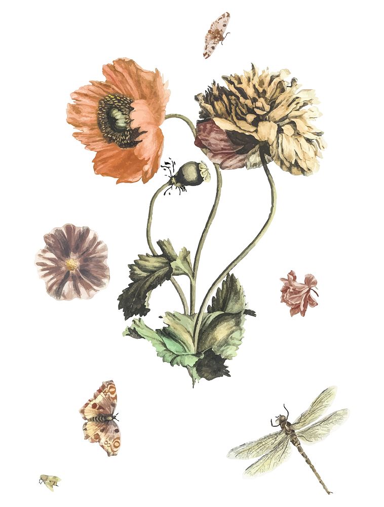 Vintage illustration of three poppies, two butterflies, a fly and a dragonfly