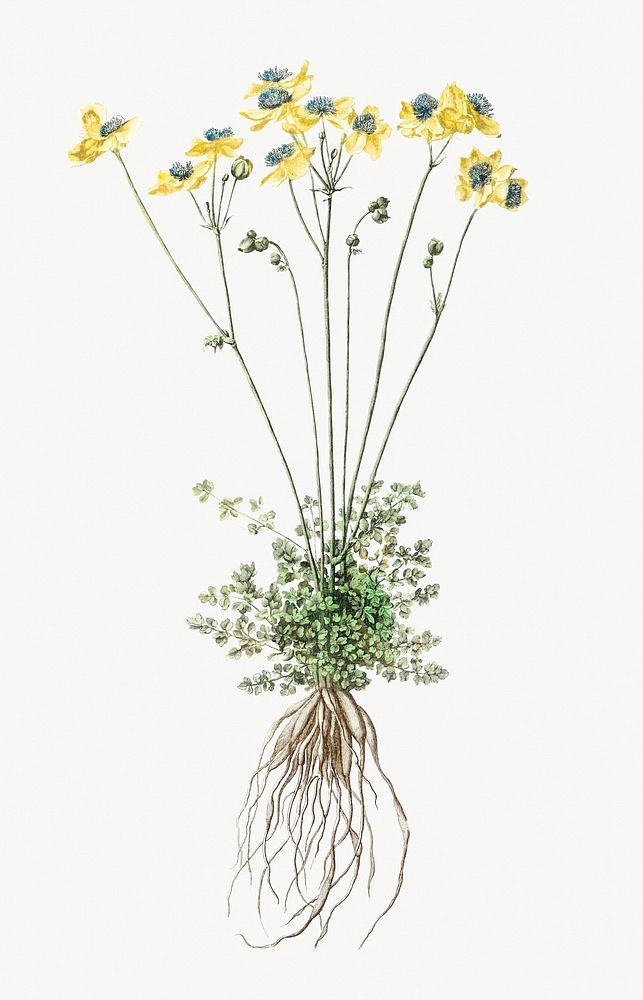 Yellow flowers with roots by Johan Teyler (1648-1709). Original from Rijks Museum. Digitally enhanced by rawpixel.