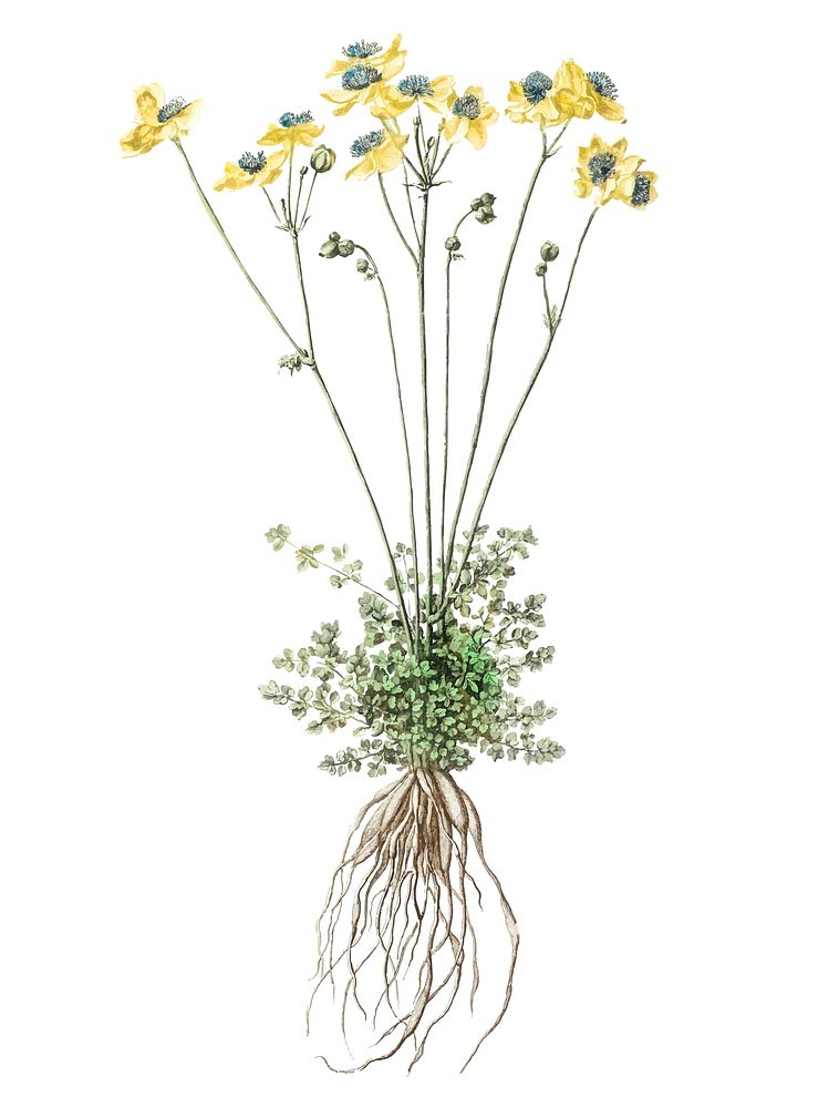 Vintage illustration of yellow flowers with roots