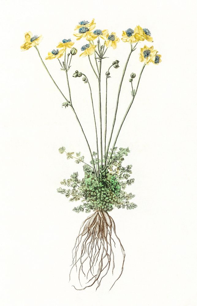 Yellow flowers with roots by Johan Teyler (1648-1709). Original from The Rijksmuseum. Digitally enhanced by rawpixel.