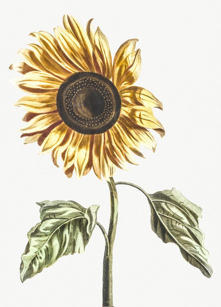 A sunflower by Johan Teyler (1648-1709). Original from Rijks Museum. Digitally enhanced by rawpixel.