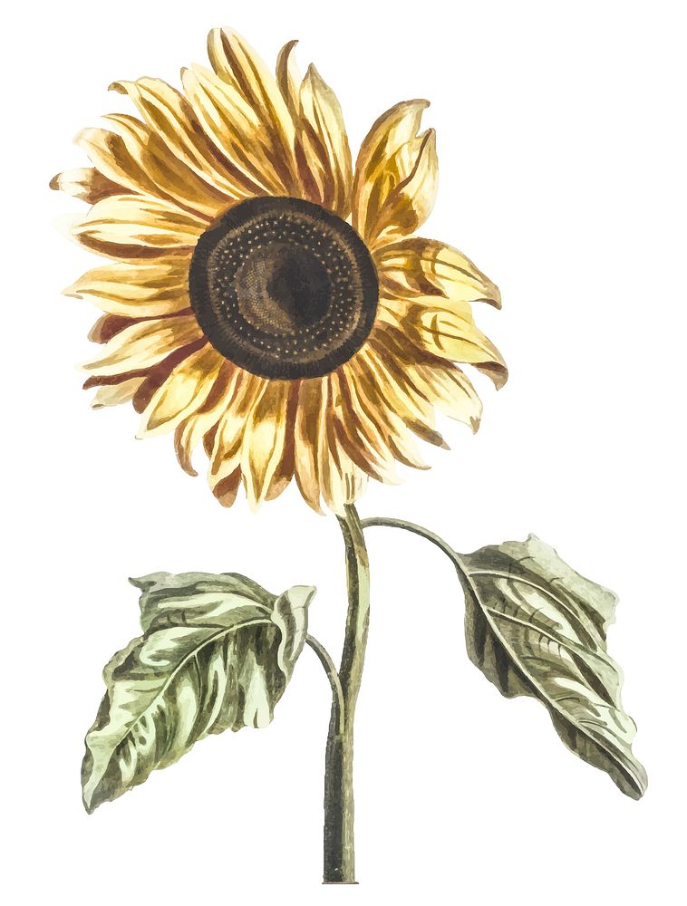Vintage illustration of a sunflower