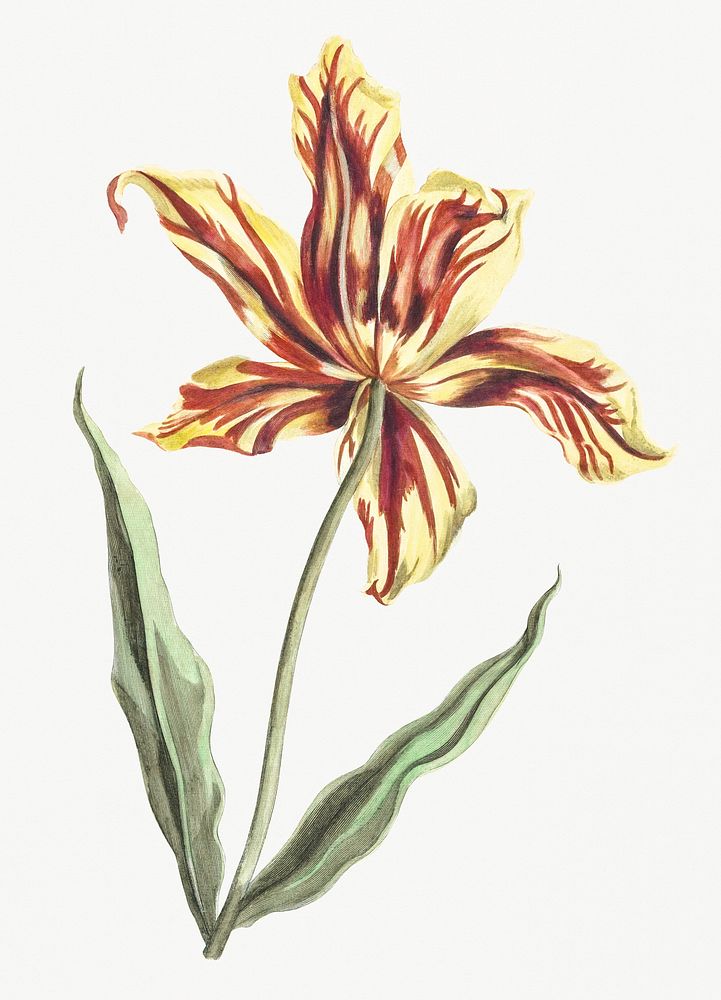 A tulip by Johan Teyler (1648-1709). Original from Rijks Museum. Digitally enhanced by rawpixel.