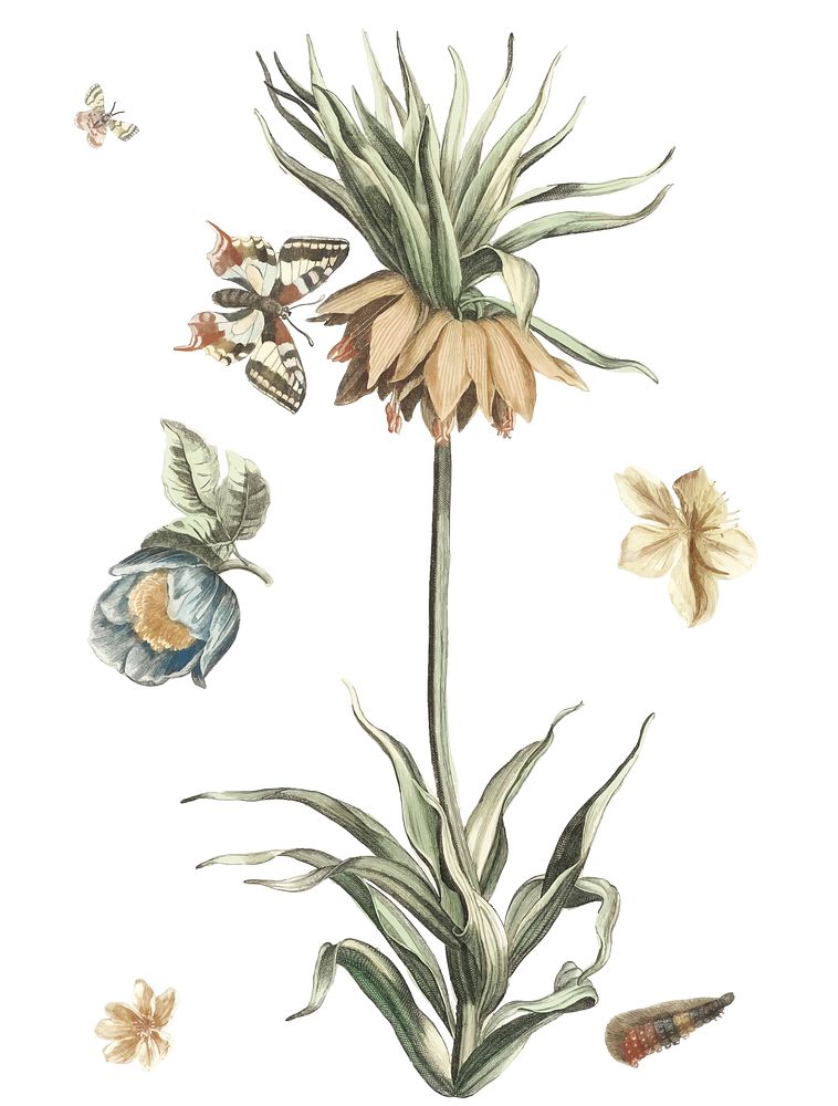 Vintage illustration of a Keizerskroon tulip, butterflies and caterpillars