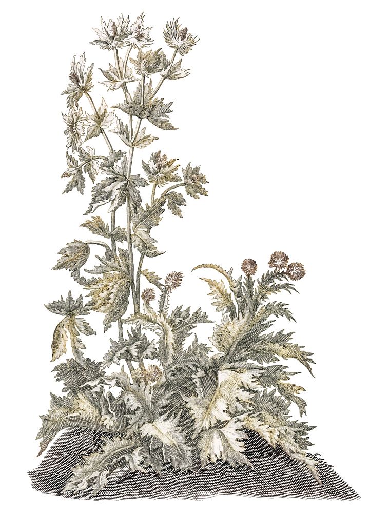 Vintage illustration of a blooming thistles