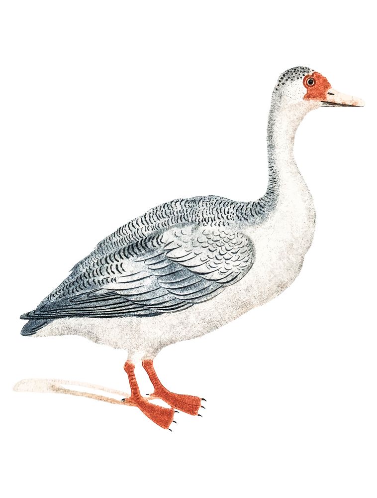 Vintage illustration of a Goose