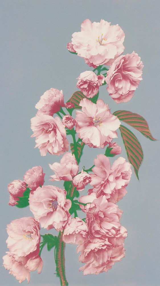 Vintage mobile wallpaper, iPhone background, Beautiful photomechanical prints of Cherry Blossom painting, remix from the…