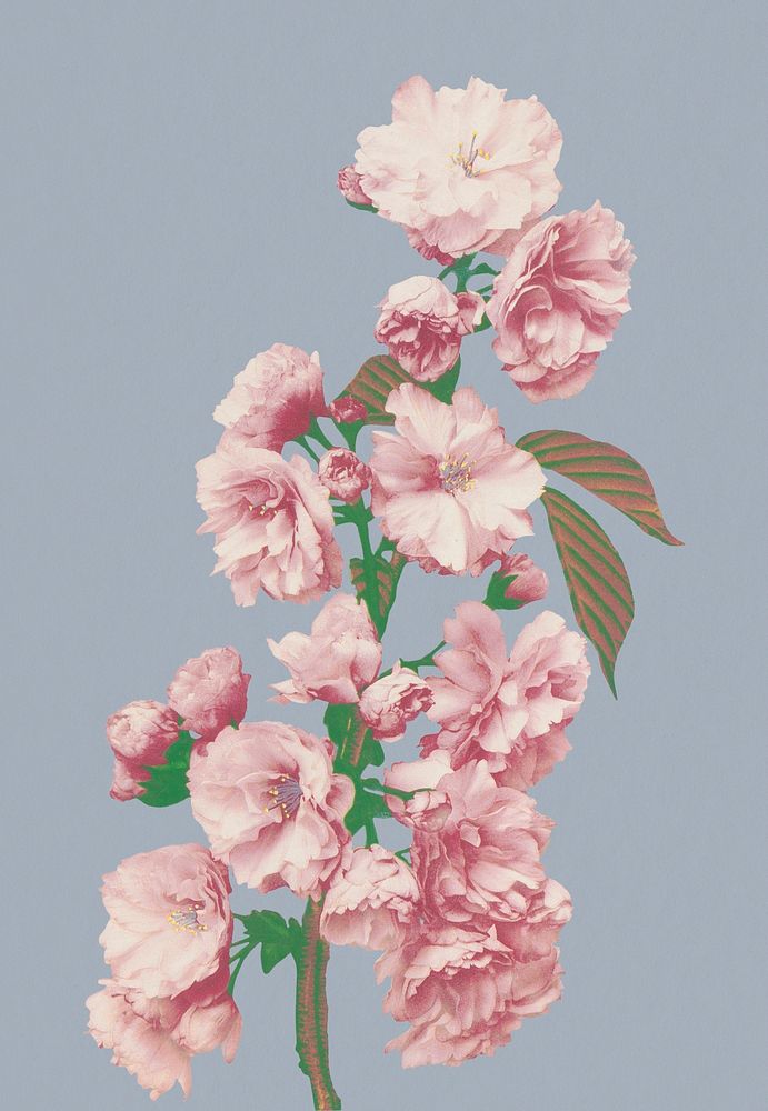 Cherry blossom sticker, japanese botanical illustration psd, remix from the artwork of Ogawa Kazumasa