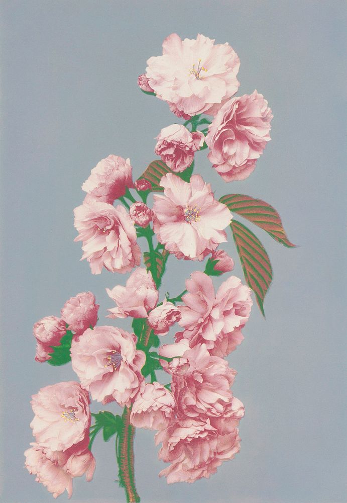 Beautiful photomechanical prints of Cherry Blossom (1887&ndash;1897) by Ogawa Kazumasa. Original from The Rijksmuseum.…