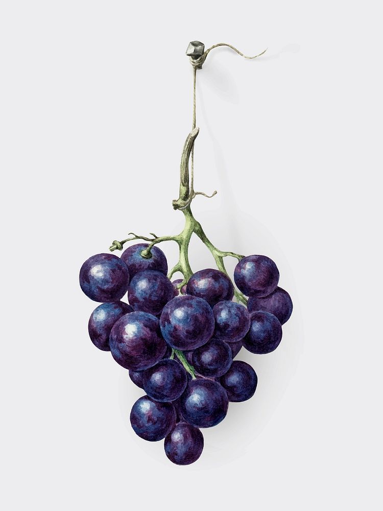Bunch of blue grapes by Jean Bernard (1775-1883). Original from the Rijks Museum. Digitally enhanced by rawpixel.