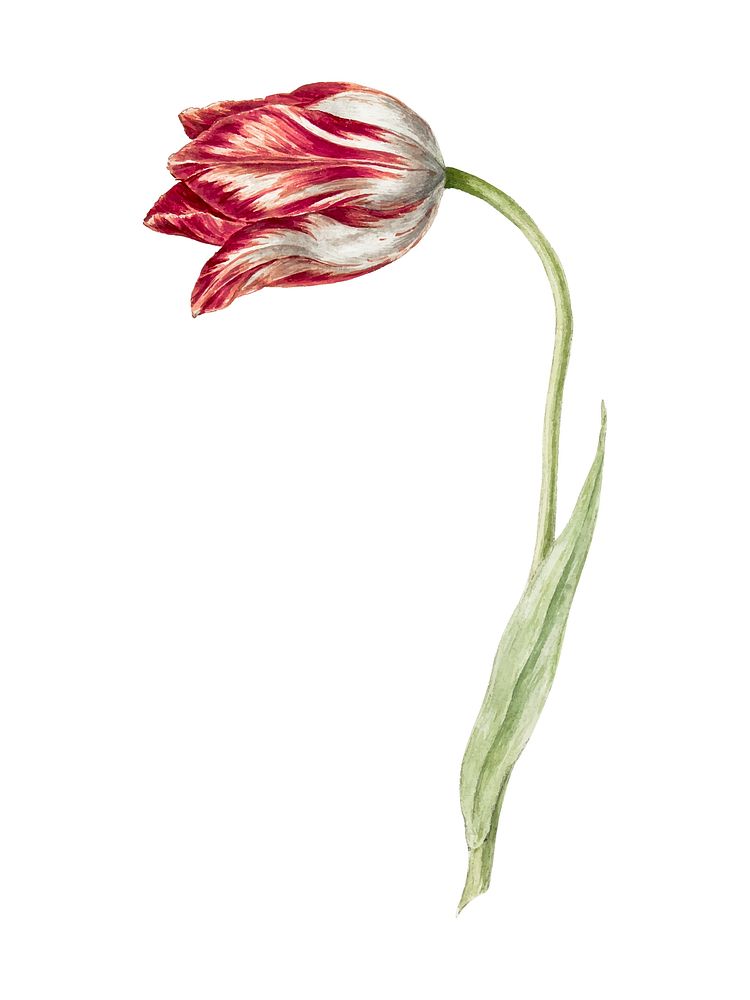 Pink tulip by Jean Bernard (1775-1883). Original from the Rijks Museum. Digitally enhanced by rawpixel.