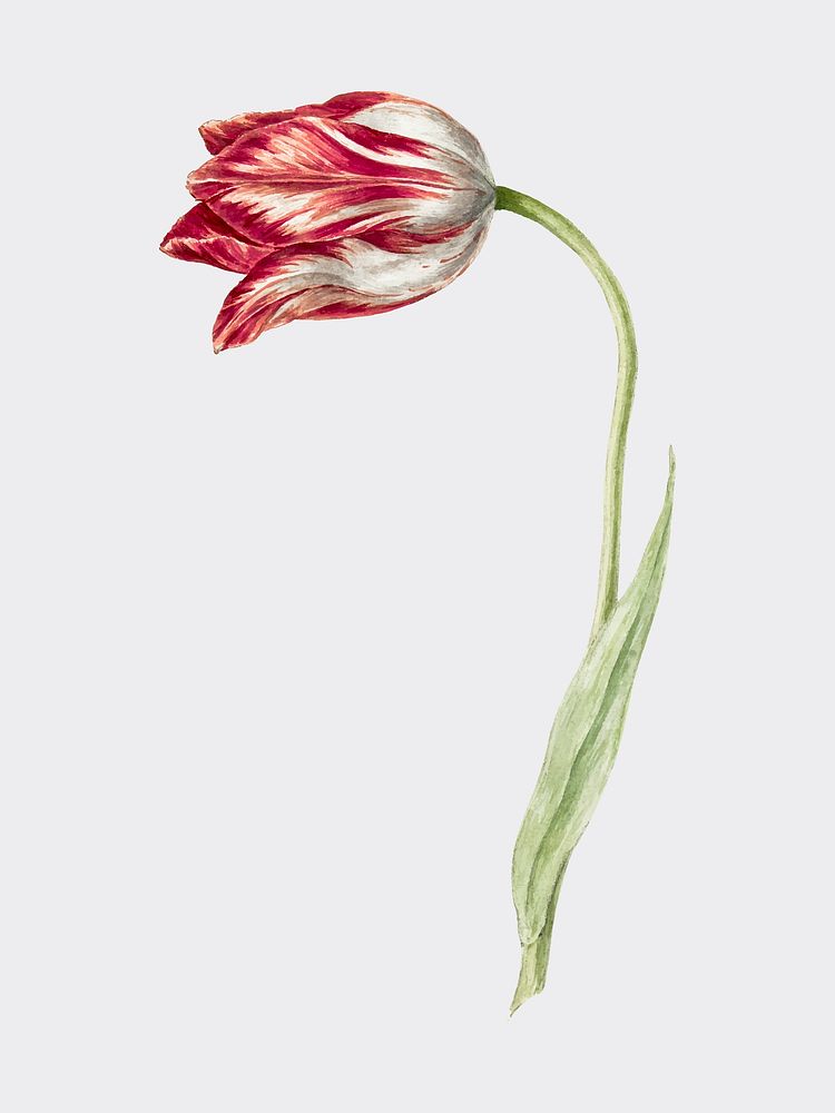 Pink tulip by Jean Bernard (1775-1883). Original from the Rijks Museum. Digitally enhanced by rawpixel.