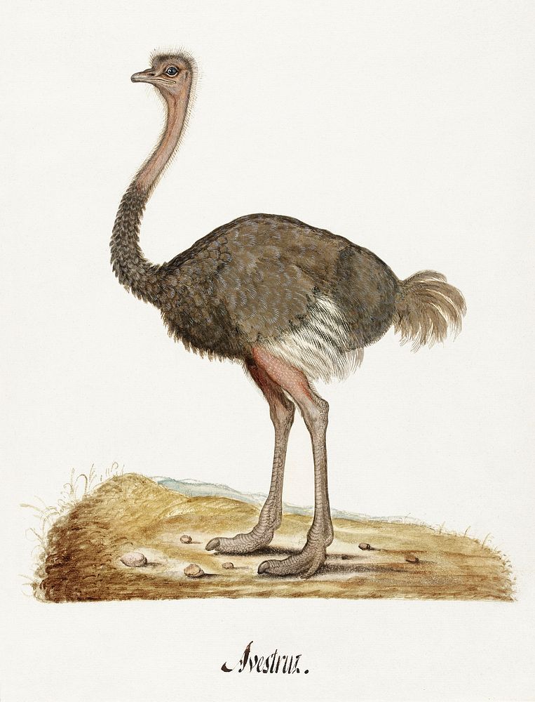 Album Sheet with an Ostrich (1550&ndash;1570) by anonymous. Origjnal from The Rijksmuseum. Digitally enhanced by rawpixel.
