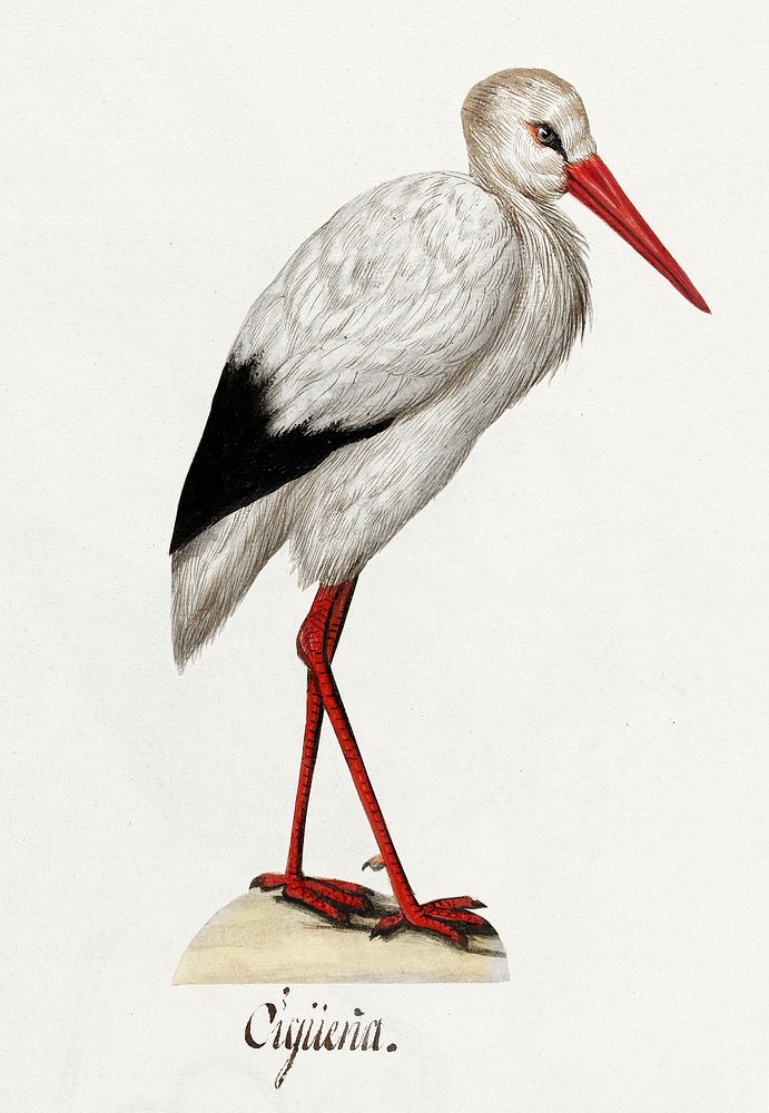 Stork (1560&ndash;1585) by anonymous. Original from The Rijksmuseum. Digitally enhanced by rawpixel.