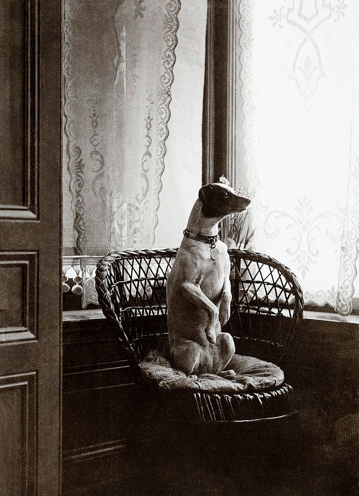 Sitting dog in a chair by a window (1900&ndash;1910) by anonymous. Original from The Rijksmuseum. Digitally enhanced by…