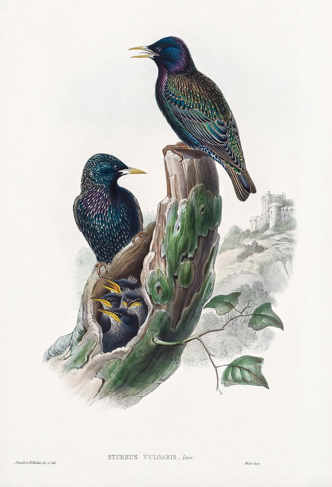 The birds of Great Britain; Sturnur Vulgaris (1873) print in high resolution by John Gould. Original from The Cleveland…