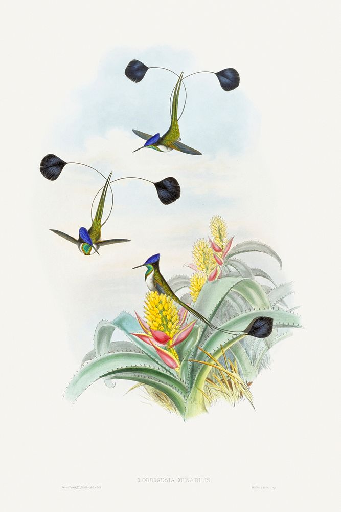 Loddigesia Mirabilis (1849&ndash;1887) print in high resolution by John Gould and Henry Constantine Richter. Original from…