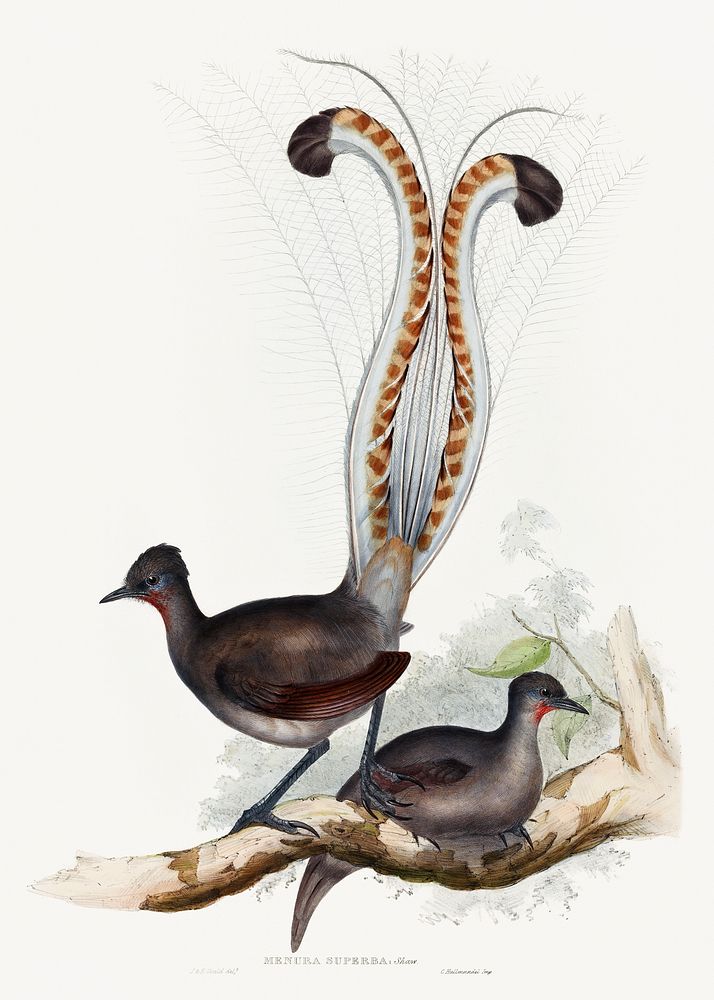 Shaw; Lyrebird (1837&ndash;1848) print in high resolution by John Gould, Elizabeth Gould and Charles Joseph Hullmandel.…