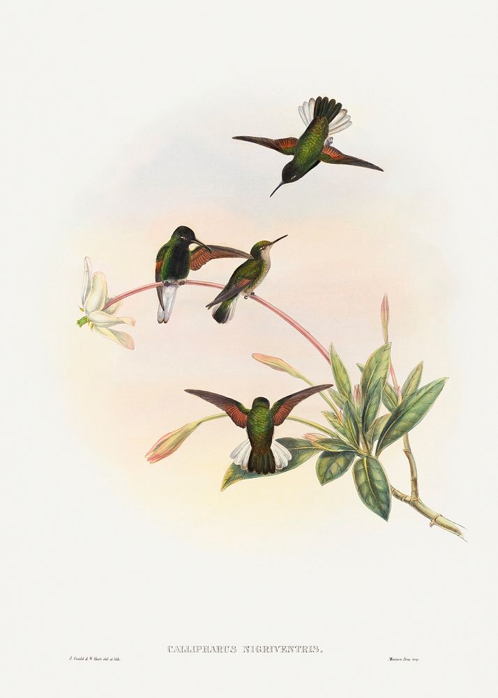 Callipharus nigriventris; Black-bellied Hummingbird (1804&ndash;1908) print in high resolution by John Gould and William…