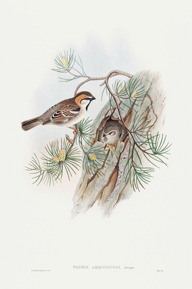 Passer Ammodendri, Severtzow; Turkestan Sparrow (1850&ndash;1883) print in high resolution by John Gould. Original The…