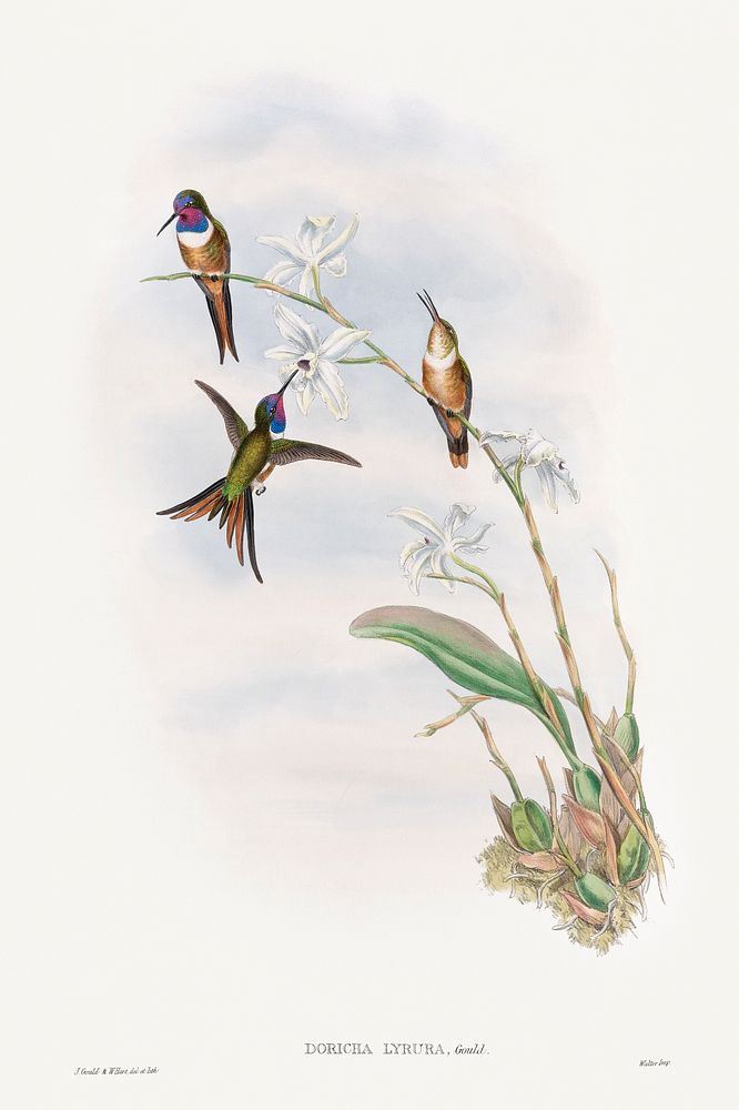 The family of hummingbirds (1887) print in high resolution by John Gould. Original The Beinecke Rare Book & Manuscript…