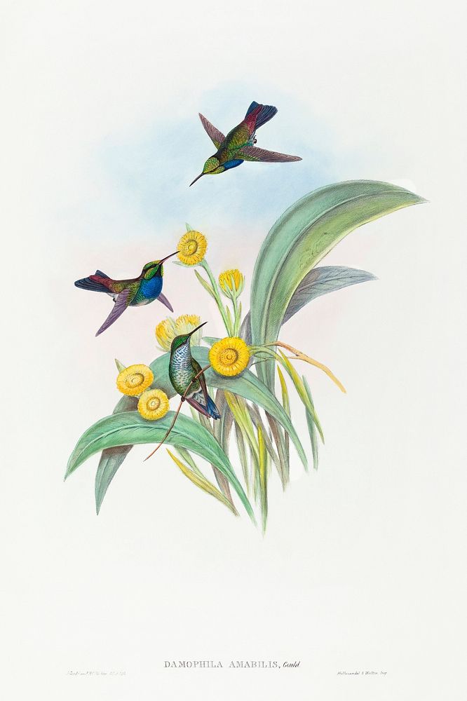 Damophila amabilis (Blue-breasted Hummingbird) (1804&ndash;1902) print in high resolution by John Gould and Henry…