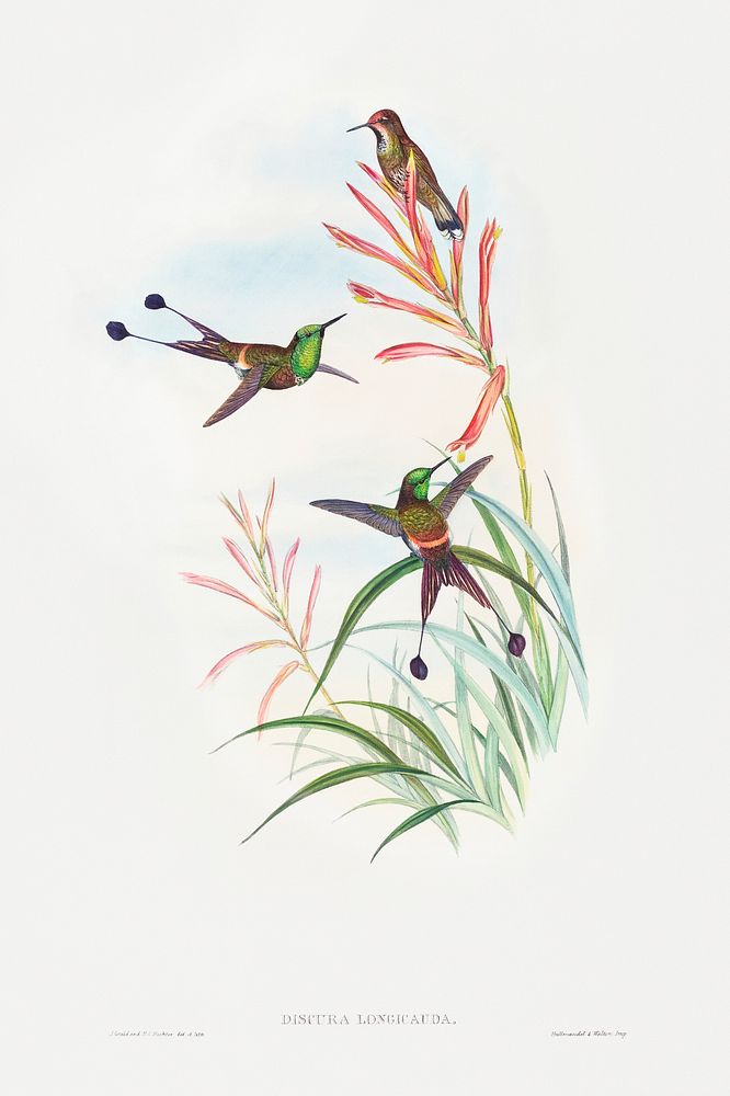 Discura longicauda (Racket-Tail) (1804&ndash;1902) print in high resolution by John Gould and Henry Constantine Richter.…