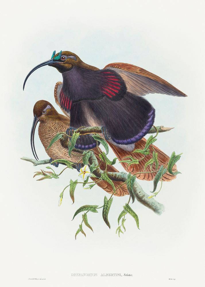 Drepanornis albertisi (Black-billed Sicklebill Bird of Paradise) (1804&ndash;1908) print in high resolution by John Gould…