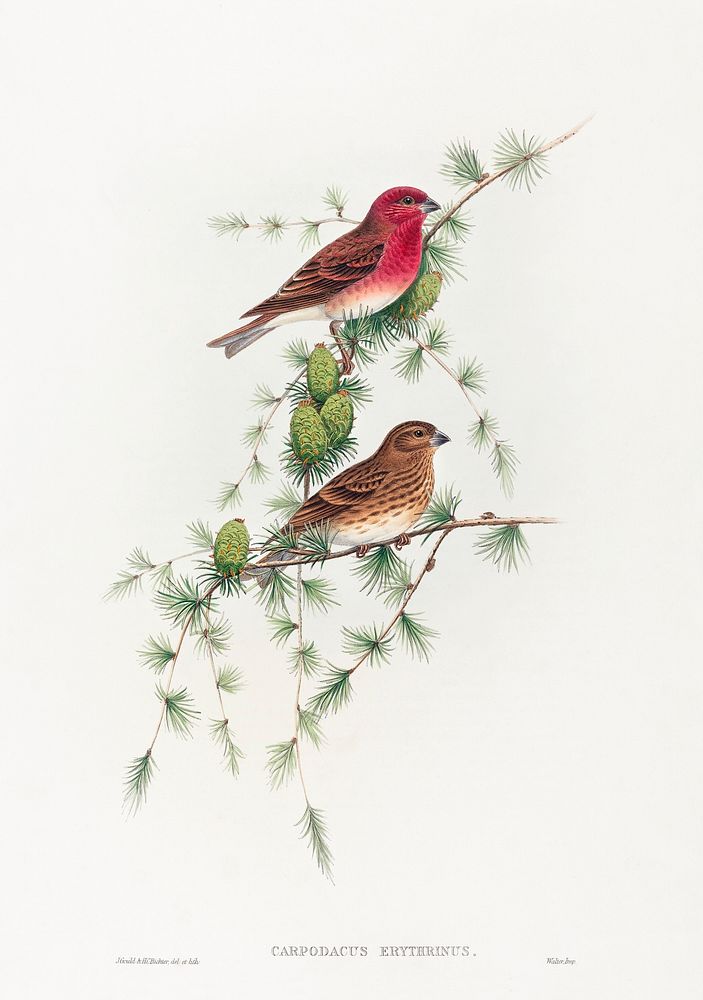 Carpodacus erythrinus; Common Rose Finch (1804&ndash;1902) print in high resolution by John Gould and Henry Constantine…