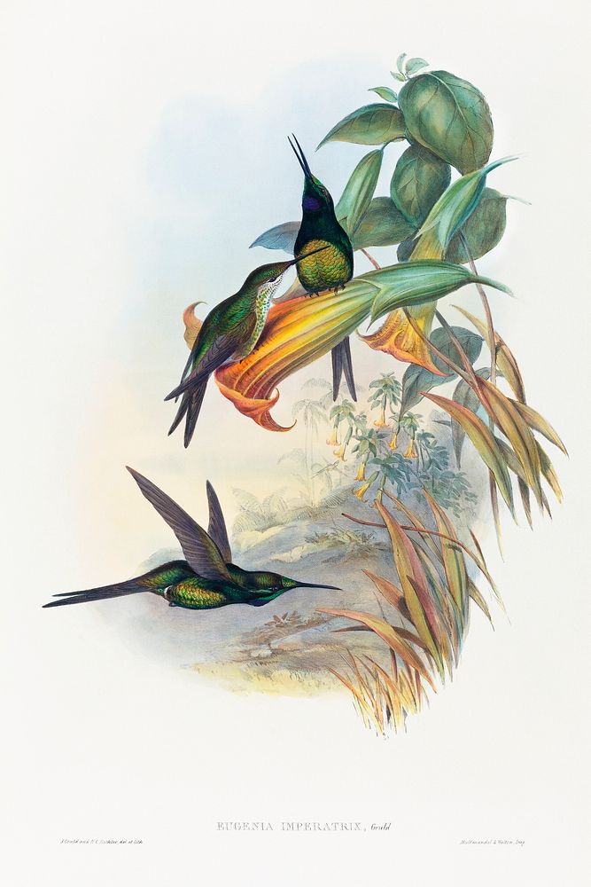 Eugenia imperatrix (Empress Hummingbird) (1804&ndash;1902) print in high resolution by John Gould and Henry Constantine…