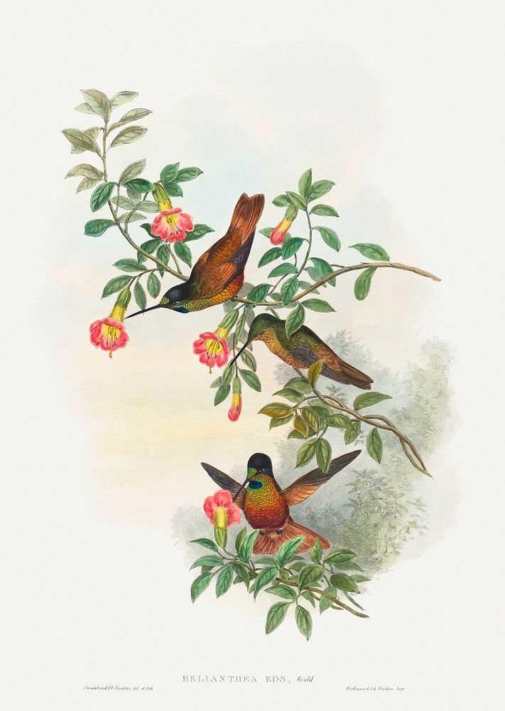 Helianthea eos (Golden Star-frontlet) (1804&ndash;1902) print in high resolution by John Gould and Henry Constantine…