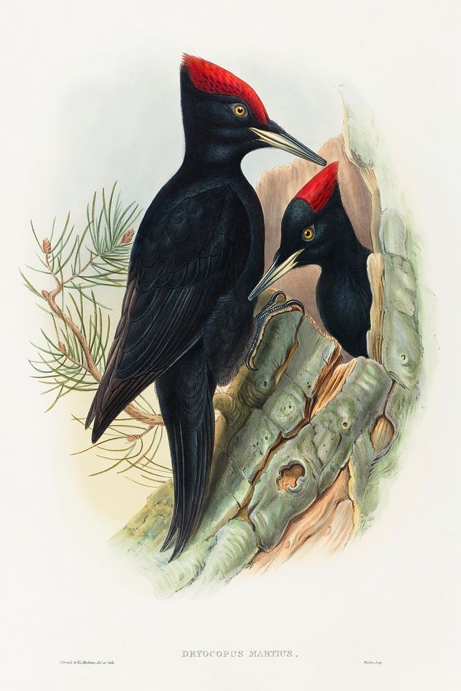 Great Black Woodpecker; Dryocopus martius (1804&ndash;1902) print in high resolution by John Gould and Henry Constantine…