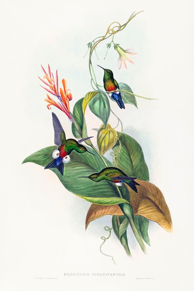 Eriocnemis cupreiventris; Coppery-vented Puff-Leg (1804&ndash;1902) print in high resolution by John Gould and Henry…
