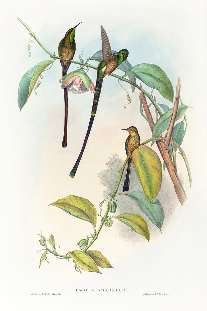 Lesbia Amaryllis (1804&ndash;1902) print in high resolution by John Gould and Henry Constantine Richter. Original from The…
