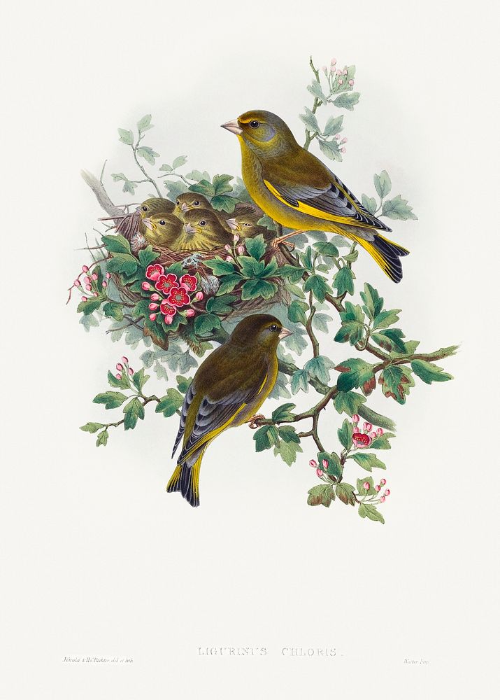 Ligurinus chloris; Greenfinch (1804&ndash;1902) print in high resolution by John Gould and Henry Constantine Richter.…