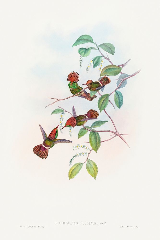 Lophornas reginae; Spangled Coquette (1804&ndash;1902) print in high resolution by John Gould and Henry Constantine Richter.…